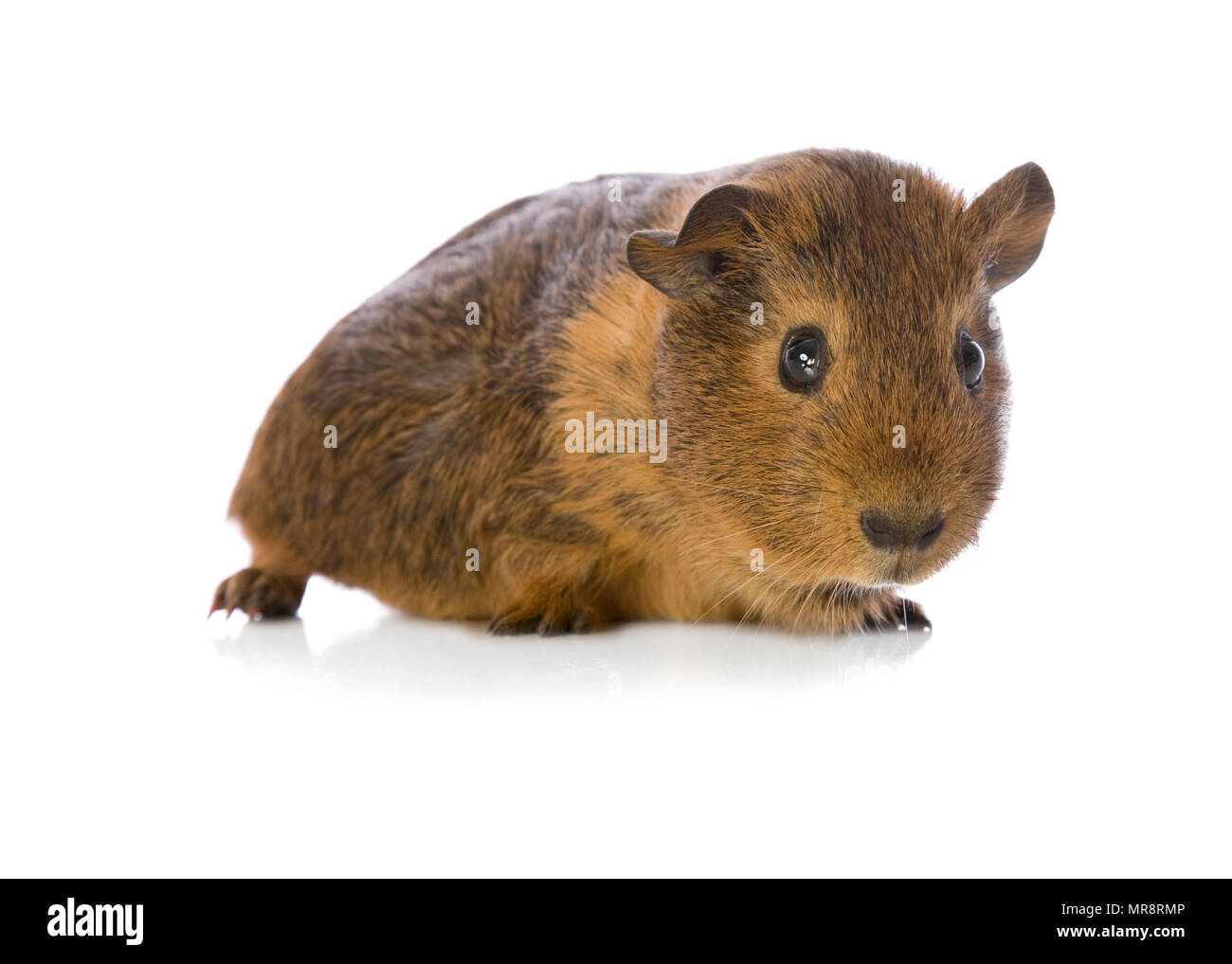 Mignon Bebe Cochon Sur Blanc Photo Stock Alamy