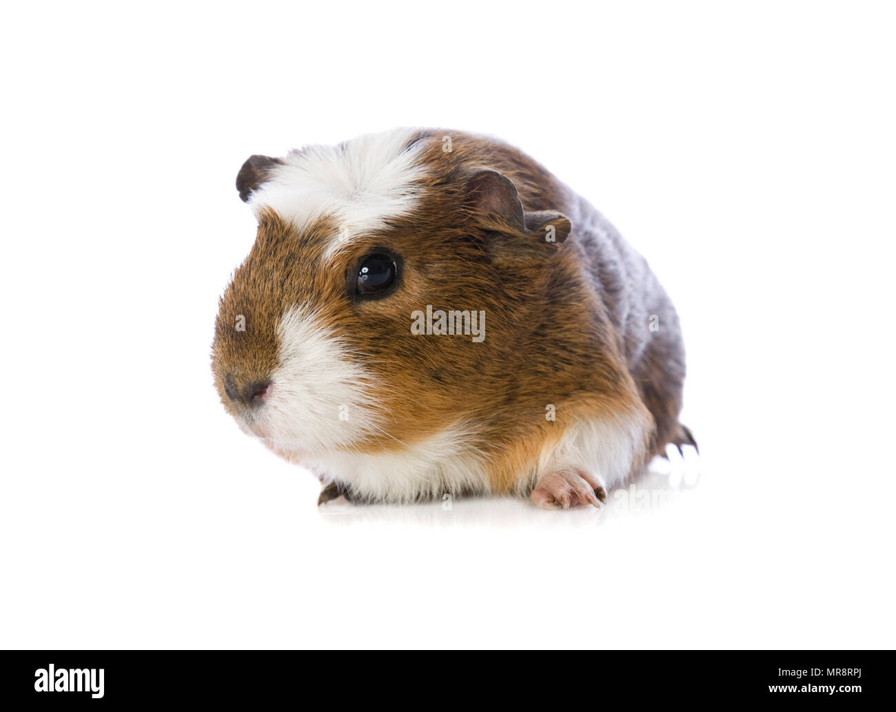 Mignon Bebe Cochon Sur Blanc Photo Stock Alamy
