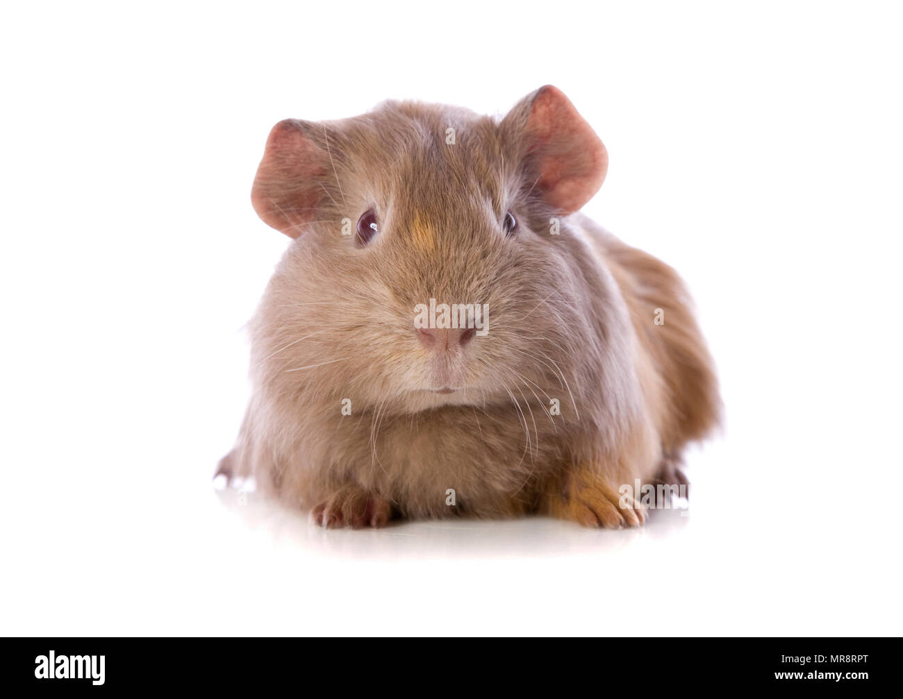Bebe Cochon D Inde Banque D Image Et Photos Alamy Bebe Cochon D Inde Banque D Image Et Photos Alamy