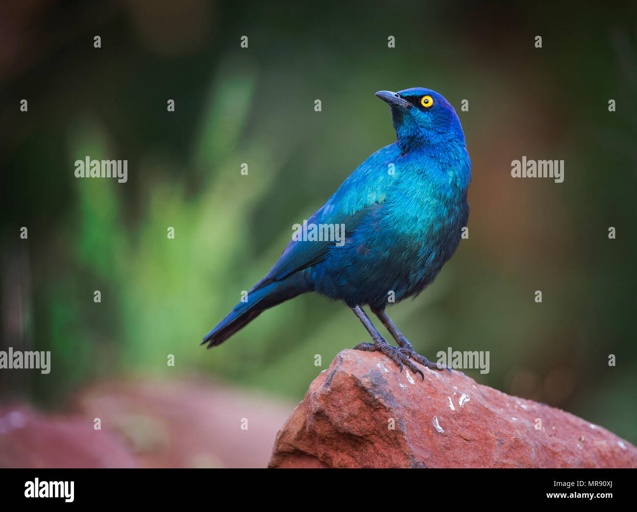 Cape Glossy Starling perché sur une roche rouge avec un fond vert Banque D'Images