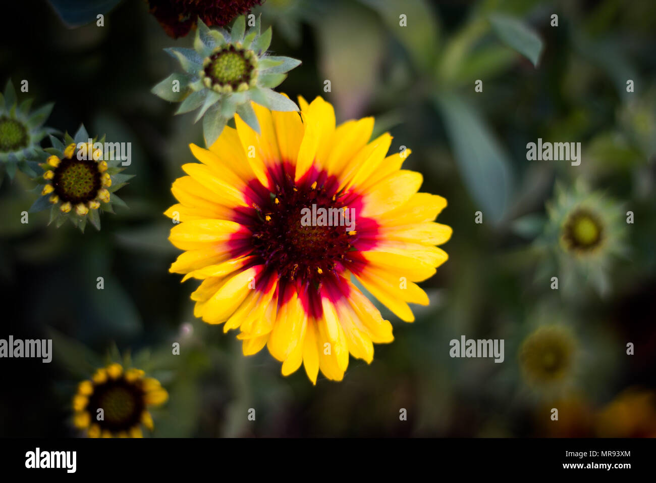 Jolies Fleurs Jaunes à La Couleur Rouge Vif Au Milieu Banque