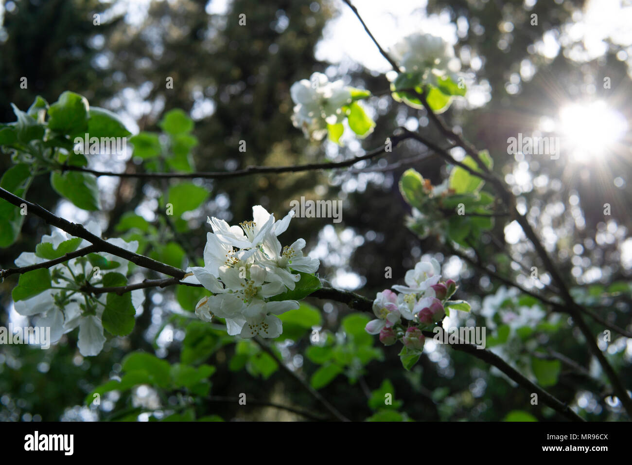 Apple Tree fleurs et bourgeons devant un pin avec soleil direct Banque D'Images