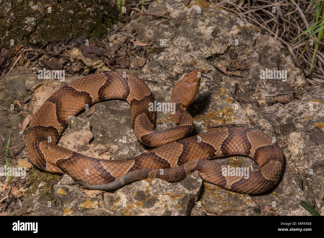 (Agkistrodon contortrix Copperhead du nord) à partir de Gage County, California, USA. Banque D'Images