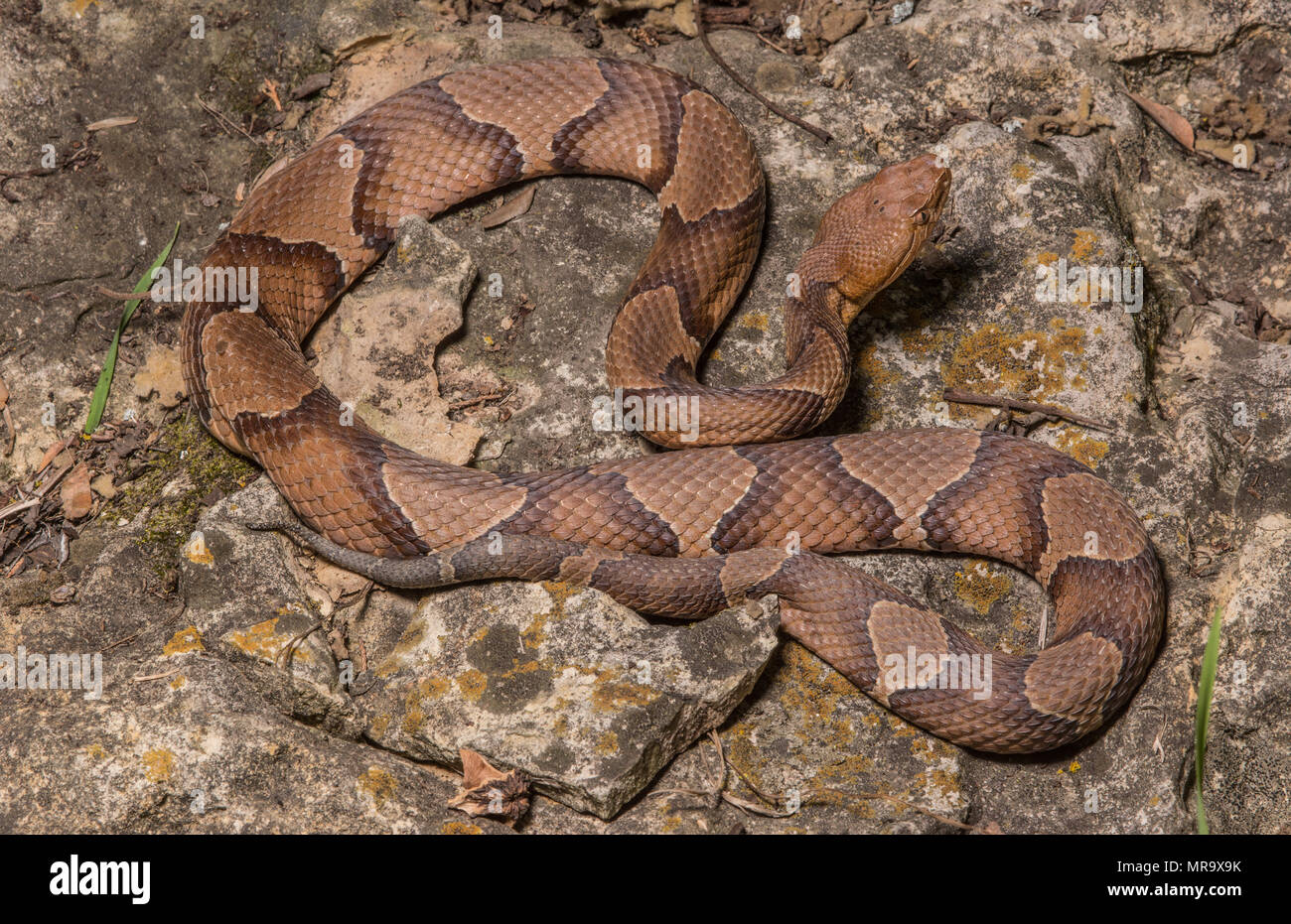 (Agkistrodon contortrix Copperhead du nord) à partir de Gage County, California, USA. Banque D'Images