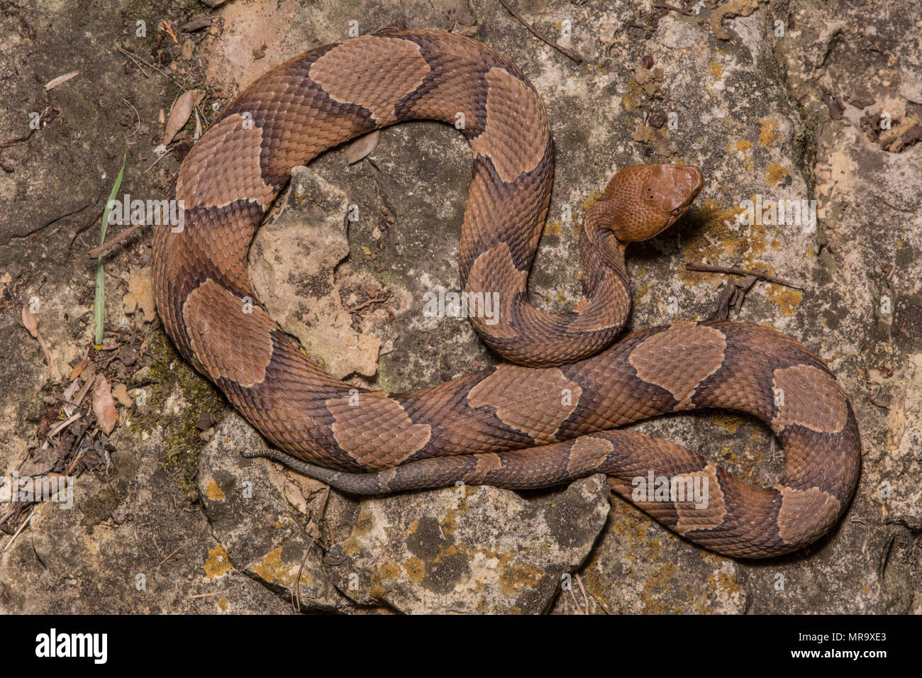 (Agkistrodon contortrix Copperhead du nord) à partir de Gage County, California, USA. Banque D'Images
