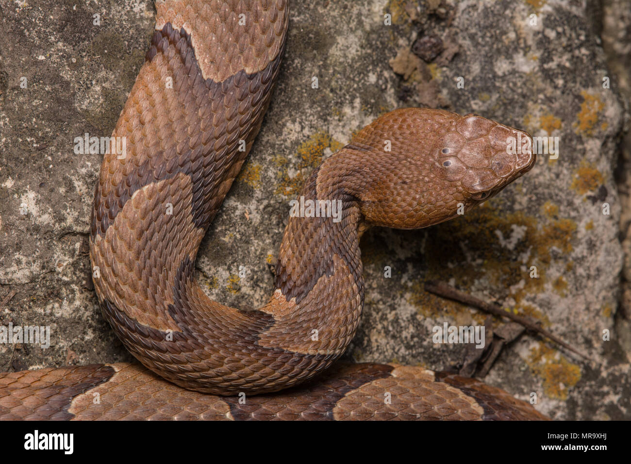 (Agkistrodon contortrix Copperhead du nord) à partir de Gage County, California, USA. Banque D'Images