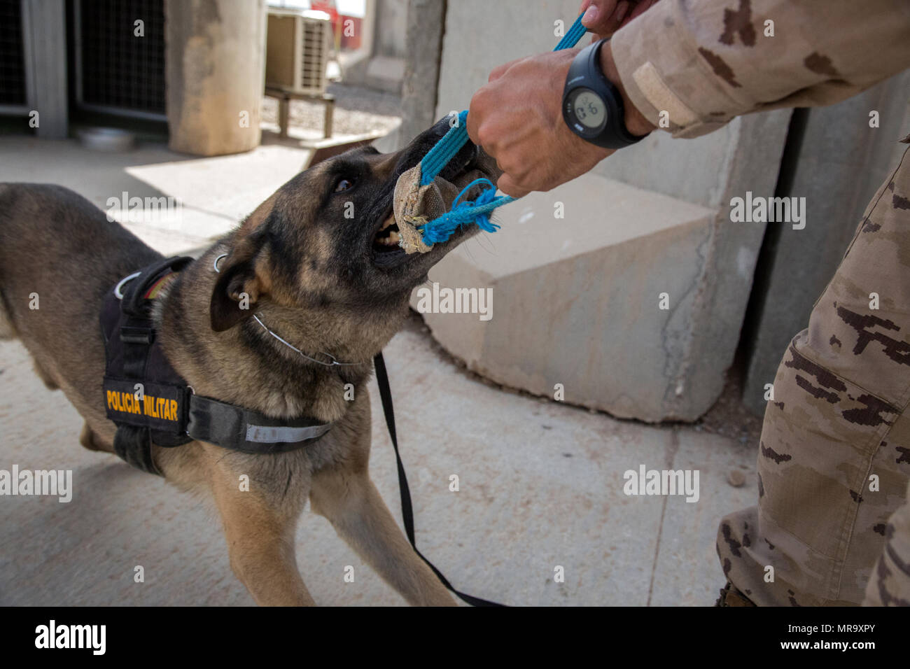 1er de l'armée espagnole. Le Cpl. Gabor, un chien de travail militaires déployés à l'appui de la Force opérationnelle interarmées - Fonctionnement résoudre inhérent, joue avec son maître au cours d'une pause à la plage de Besmaya complexe, l'Iraq, le 26 mai 2017. Bien que Gabor est toujours en alerte et prêt à détecter jusqu'à sept substances différentes, son travail est limitée à quatre heures par jour. L'ampleur et la diversité de partenaires qui appuient la Coalition mondiale unifiée et démontrer la nature de l'effort pour vaincre ISIS en Iraq et en Syrie. (U.S. Photo de l'armée par le Cpl. Tracy McKithern) Banque D'Images