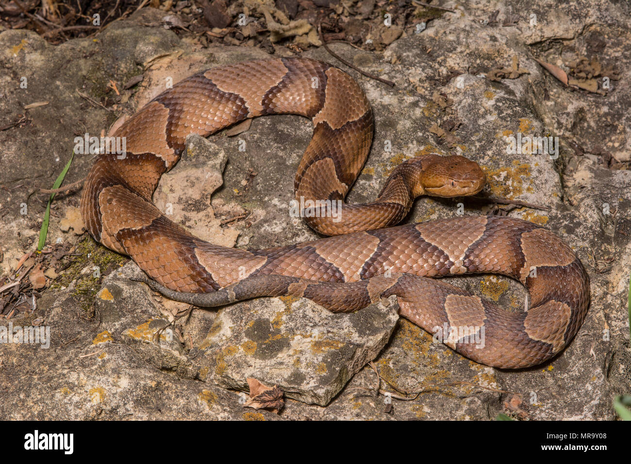 (Agkistrodon contortrix Copperhead du nord) à partir de Gage County, California, USA. Banque D'Images