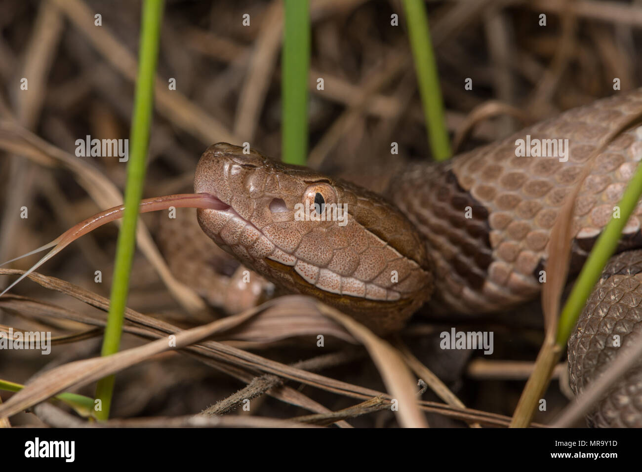 (Agkistrodon contortrix Copperhead du nord) à partir de Gage County, California, USA. Banque D'Images