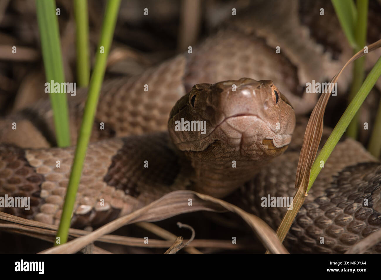 (Agkistrodon contortrix Copperhead du nord) à partir de Gage County, California, USA. Banque D'Images