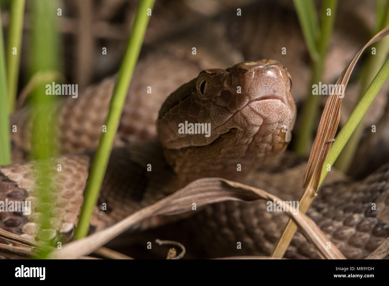 (Agkistrodon contortrix Copperhead du nord) à partir de Gage County, California, USA. Banque D'Images