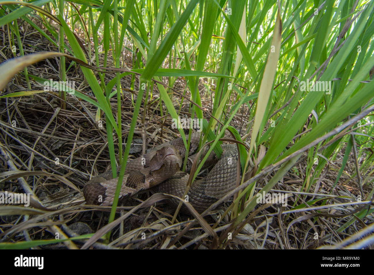 (Agkistrodon contortrix Copperhead du nord) à partir de Gage County, California, USA. Banque D'Images