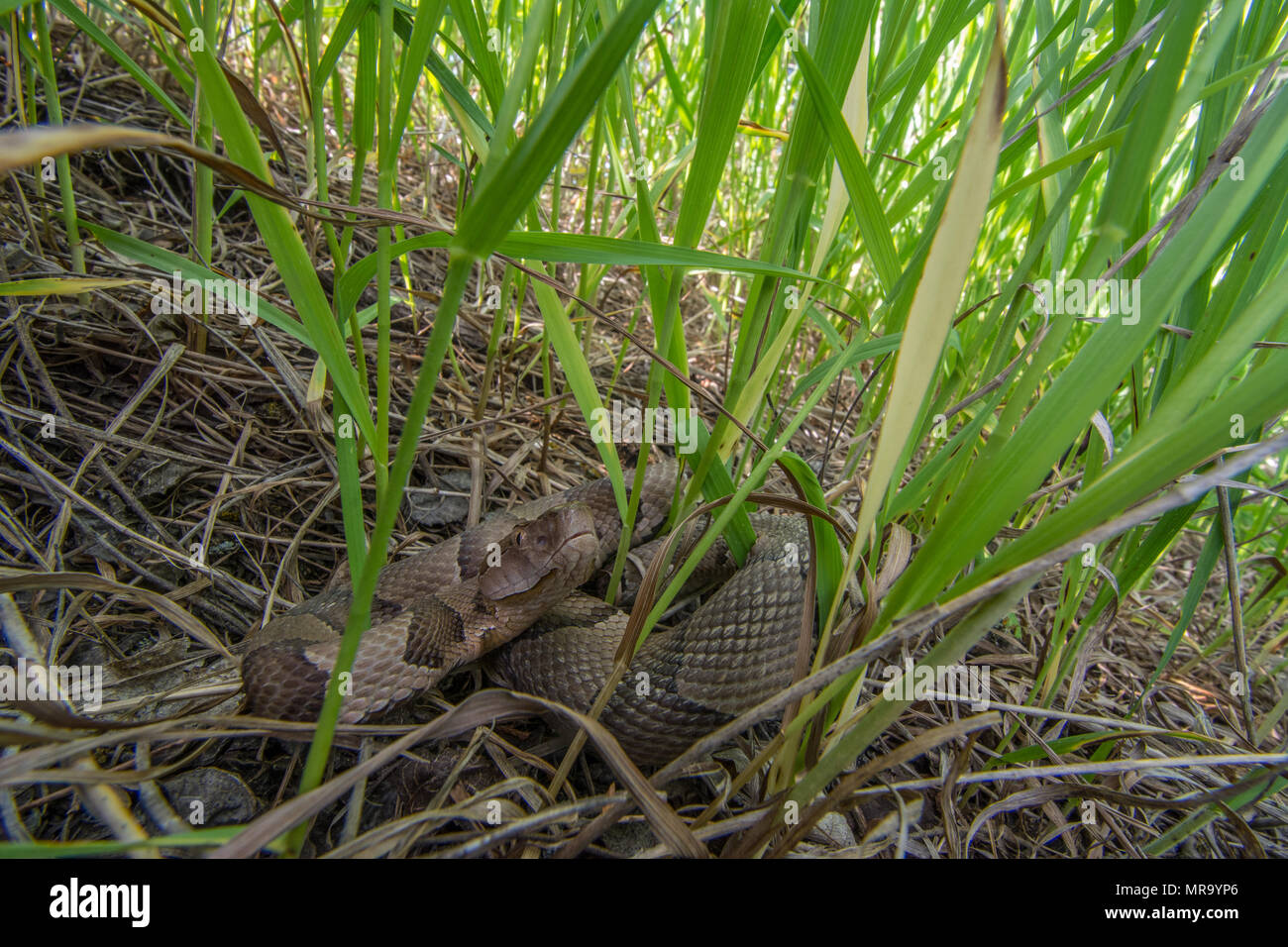 (Agkistrodon contortrix Copperhead du nord) à partir de Gage County, California, USA. Banque D'Images