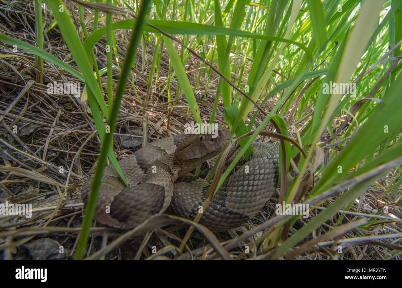 (Agkistrodon contortrix Copperhead du nord) à partir de Gage County, California, USA. Banque D'Images