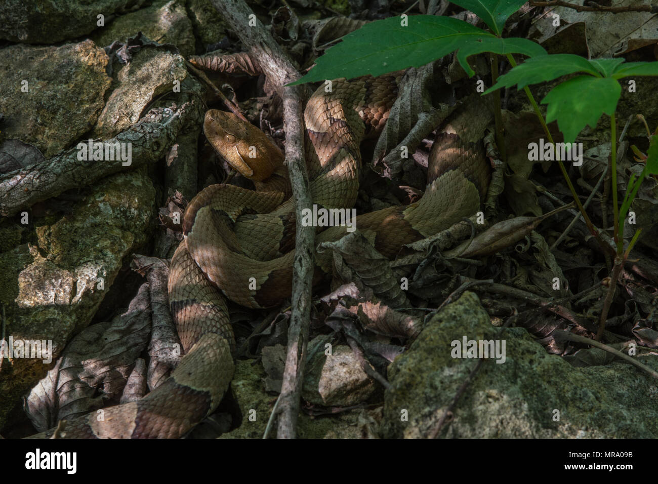 (Agkistrodon contortrix Copperhead du nord) à partir de Gage County, California, USA. Banque D'Images