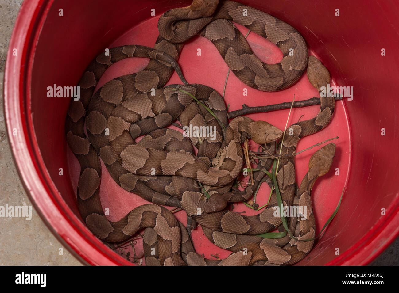 (Agkistrodon contortrix Copperhead du nord) à partir de Gage County, California, USA. Banque D'Images