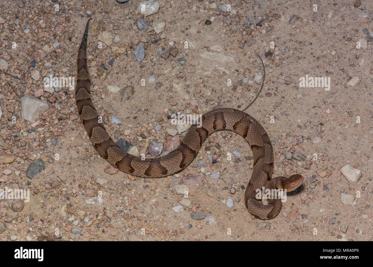 (Agkistrodon contortrix Copperhead du nord) à partir de Gage County, California, USA. Banque D'Images