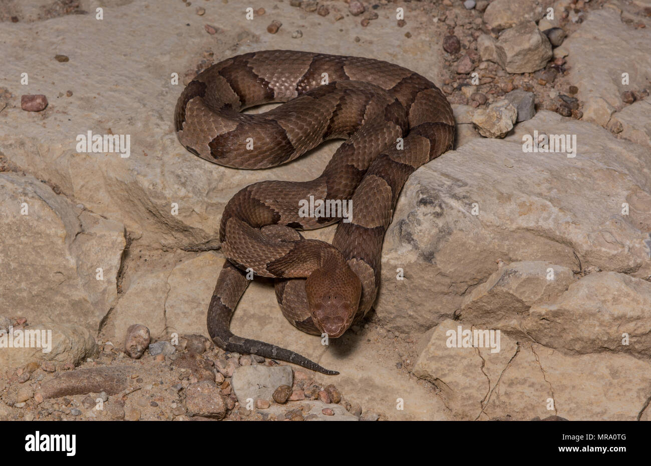 (Agkistrodon contortrix Copperhead du nord) à partir de Gage County, California, USA. Banque D'Images