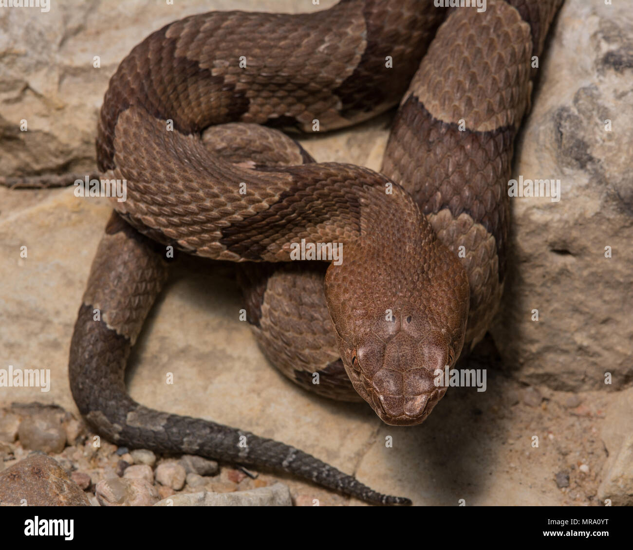 (Agkistrodon contortrix Copperhead du nord) à partir de Gage County, California, USA. Banque D'Images