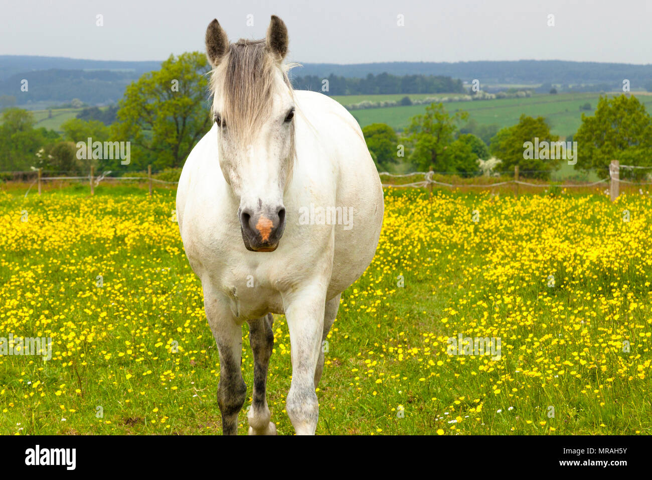 Upper Holloway, Derbyshire, Angleterre, Royaume-Uni 26 Mai 2018. Un cheval dans un pré plein de renoncules par une chaude journée de printemps dans le Derbyshire Dales, près de le hameau de la région de Holloway. Credit : Mark Richardson/Alamy Live News Banque D'Images