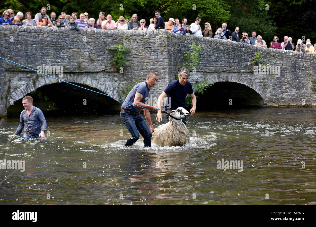 Ashford dans l'eau, Derbyshire, les agriculteurs britanniques trempant leurs moutons dans la rivière Wye au pont de lavage des moutons à Ashford-dans-le-eau pendant les villages "bien" s'habiller de semaine. Le Peak District monument a obtenu son nom de la tradition historique de producteurs ovins trempant leurs moutons à côté du pont comme la laine était plus de valeur lorsqu'elles sont nettoyées. Crédit : David Bagnall/Alamy Live News Banque D'Images