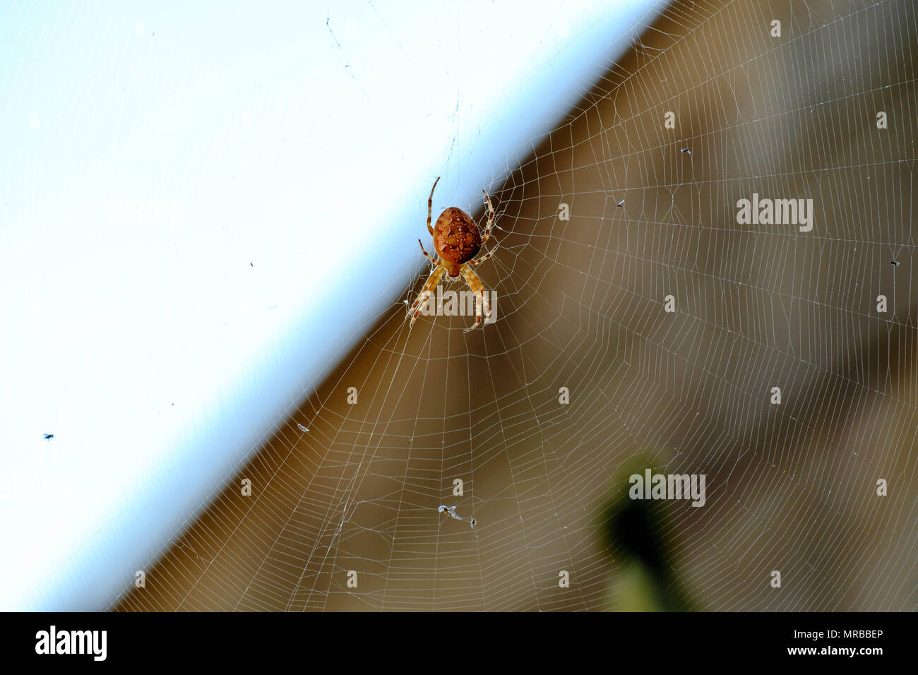 Araignee avec couronne