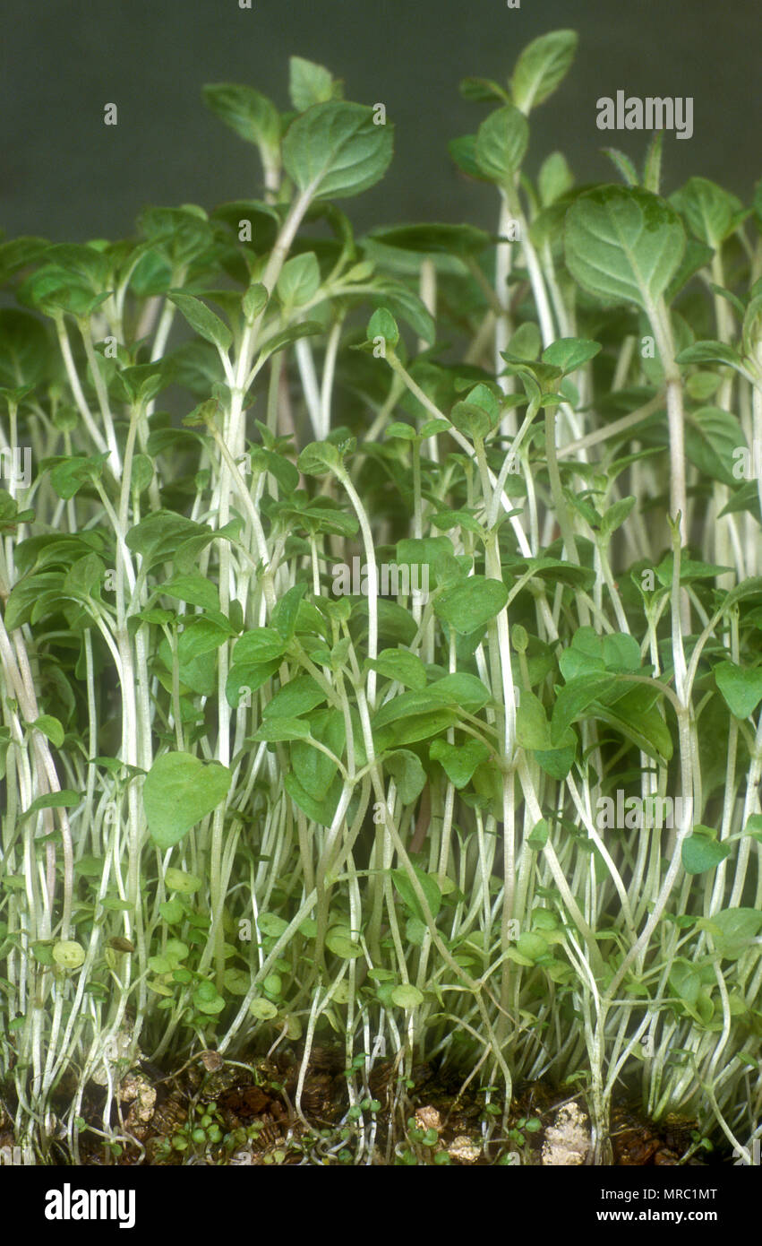 Les plants de menthe poivrée (Mentha x piperita) Banque D'Images