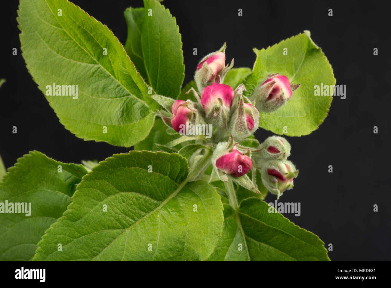 Fleurs Apple en rose bud peu avant de pouvoir pleinement ouvert au printemps, Avril Banque D'Images