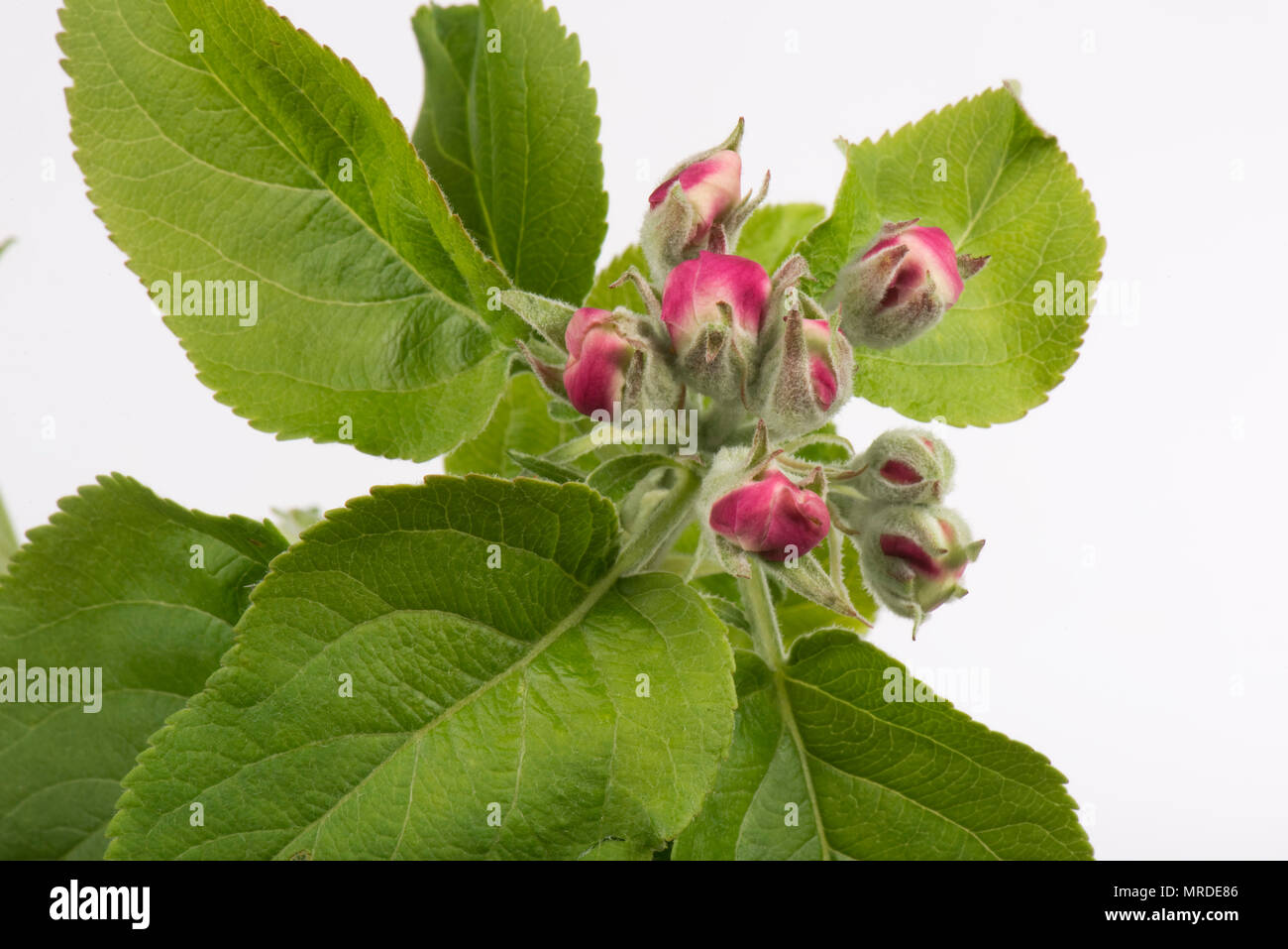 Fleurs Apple en rose bud peu avant de pouvoir pleinement ouvert au printemps, Avril Banque D'Images