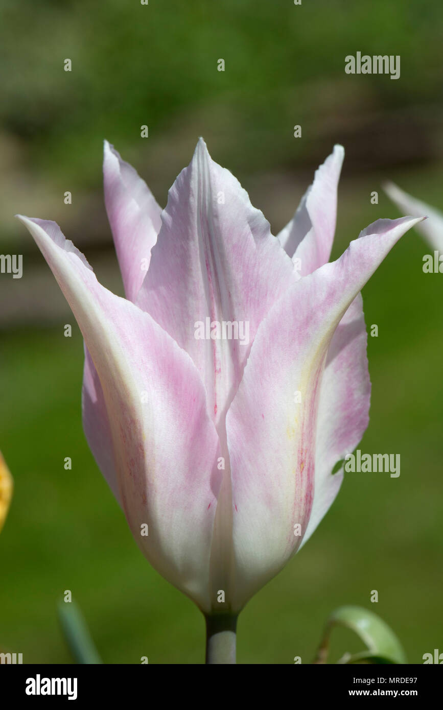 Fleur de tulipe 'Tres Chic', un livre blanc rosâtre, lily flowered tulip dans un pot avec d'autres, Avril Banque D'Images