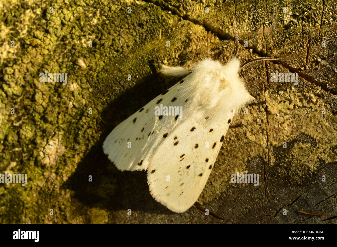 Butterfly à l'ombre sur une souche mangé dans le matin de printemps Banque D'Images