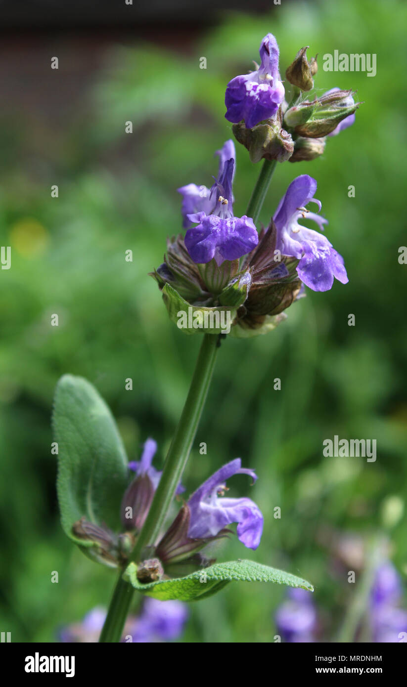 Les nouveaux boutons de fleurs de l'herbe Salvia officinalis, également connu sous le nom de sage, le jardin commun ou à l'extérieur de plus en plus sage, dans un environnement naturel. Banque D'Images