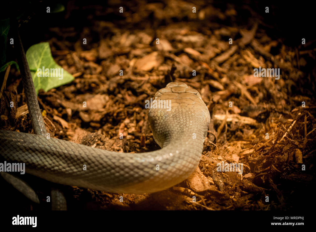 Organe sensoriel reptile Banque de photographies et d’images à haute ...