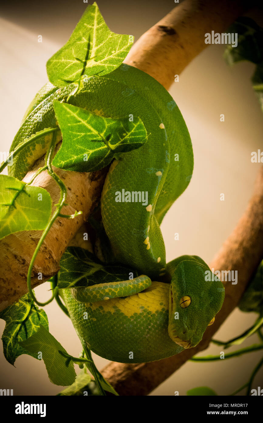 Green Tree python / morelia viridis Banque D'Images
