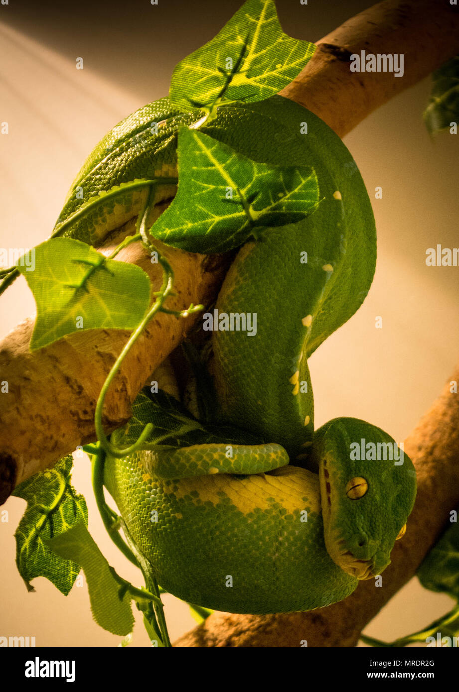 Green Tree python / morelia viridis Banque D'Images