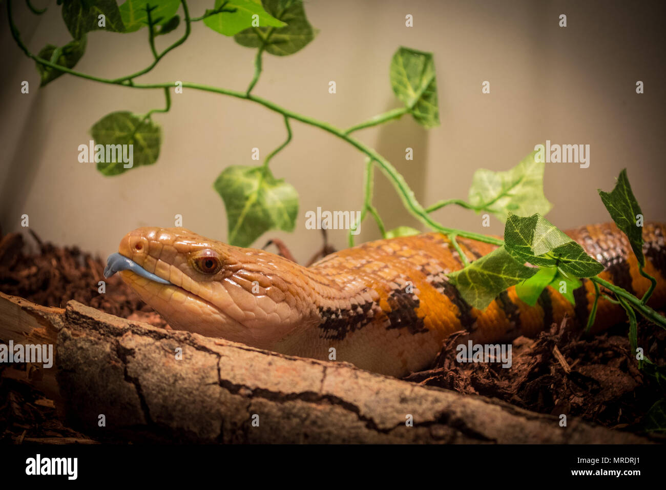 Tiliqua scincoides intermedia / Blue tongue Banque D'Images