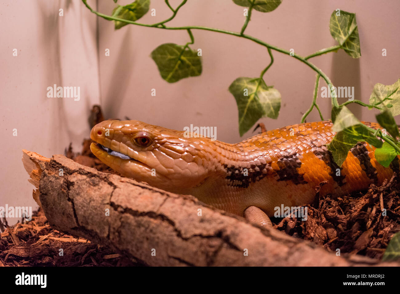 Tiliqua scincoides intermedia / Blue tongue Banque D'Images