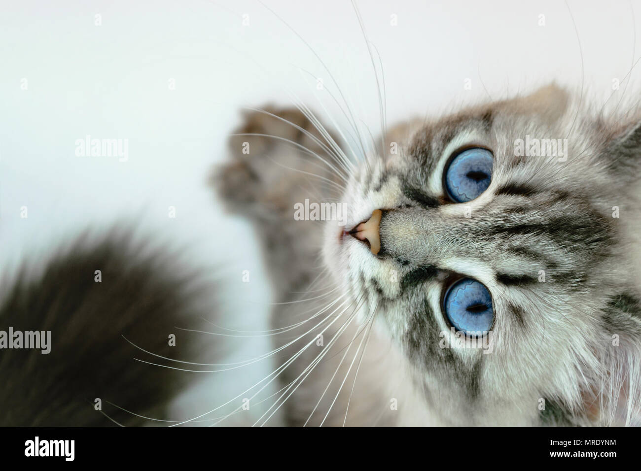 Chat Siberien Neva Masquerade Curieux Aux Yeux Bleus A La Recherche Jusqu A L Arriere Plan Blanc Photo Stock Alamy Chat Siberien Neva Masquerade Curieux Aux Yeux Bleus A La Recherche Jusqu A L Arriere Plan Blanc Photo Stock Alamy