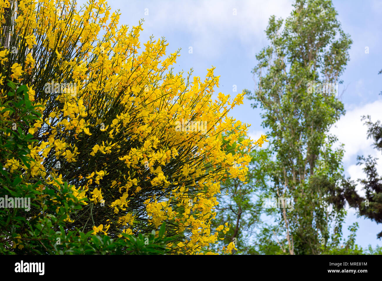 Broom flowers in garden Banque D'Images