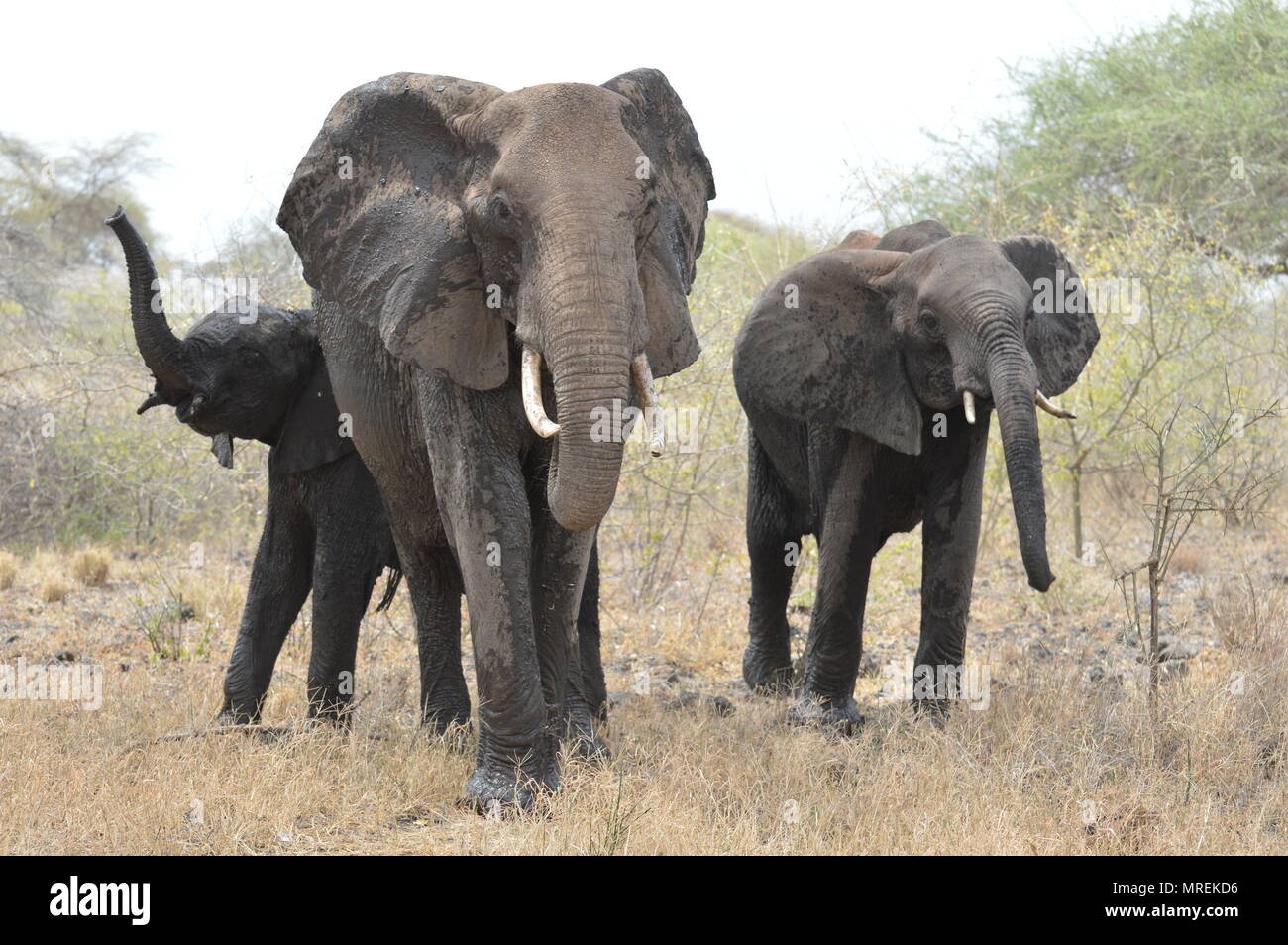 Les éléphants en impasse en colère Banque D'Images