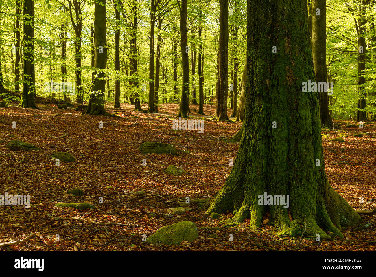 Un vieux hêtre recouvert de mousse avec la forêt en arrière-plan. Soderasen parc national en Suède. Banque D'Images