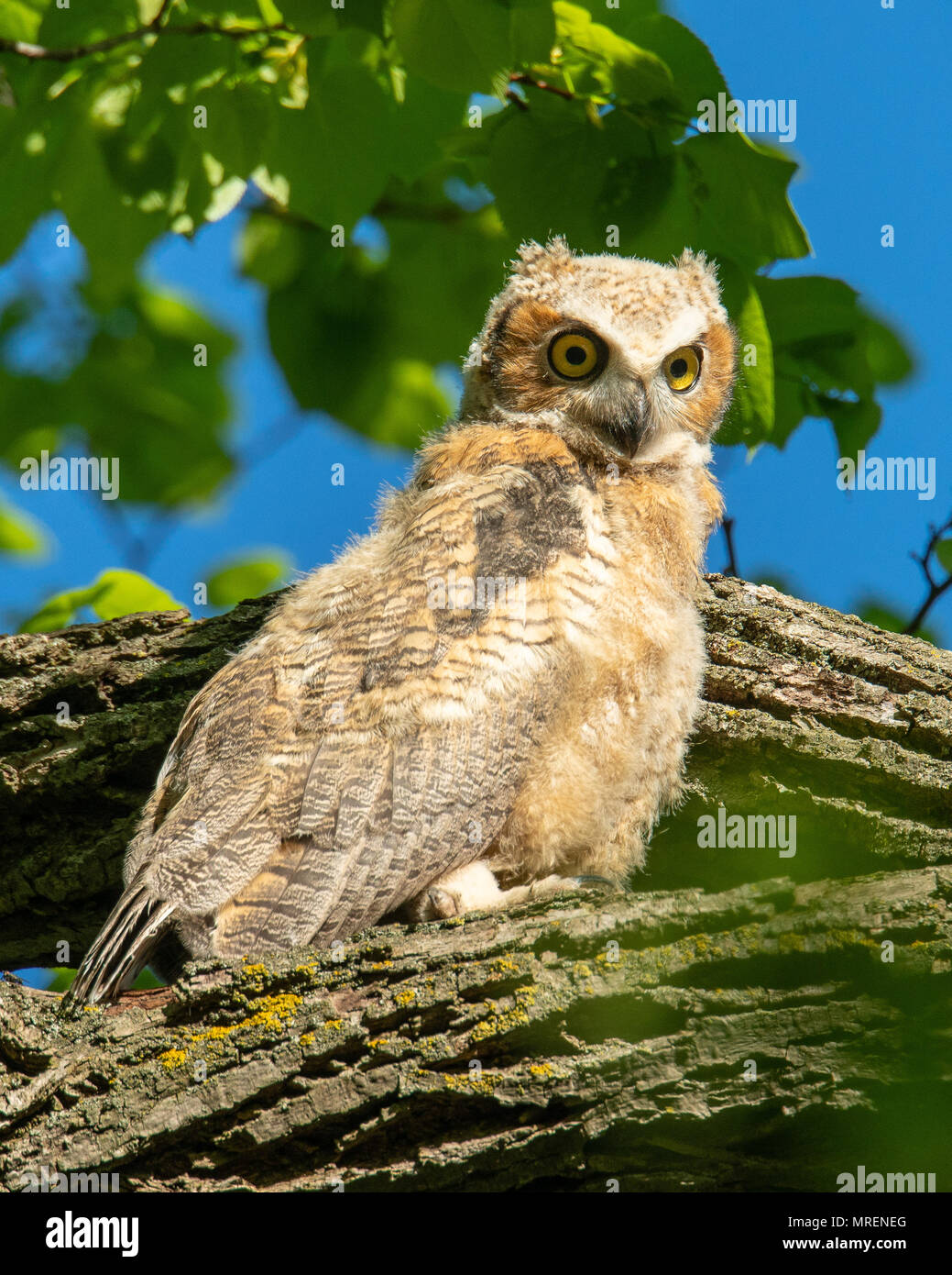 Grand-duc d'owlet percher sur une branche d'arbre les yeux grands ouverts Banque D'Images