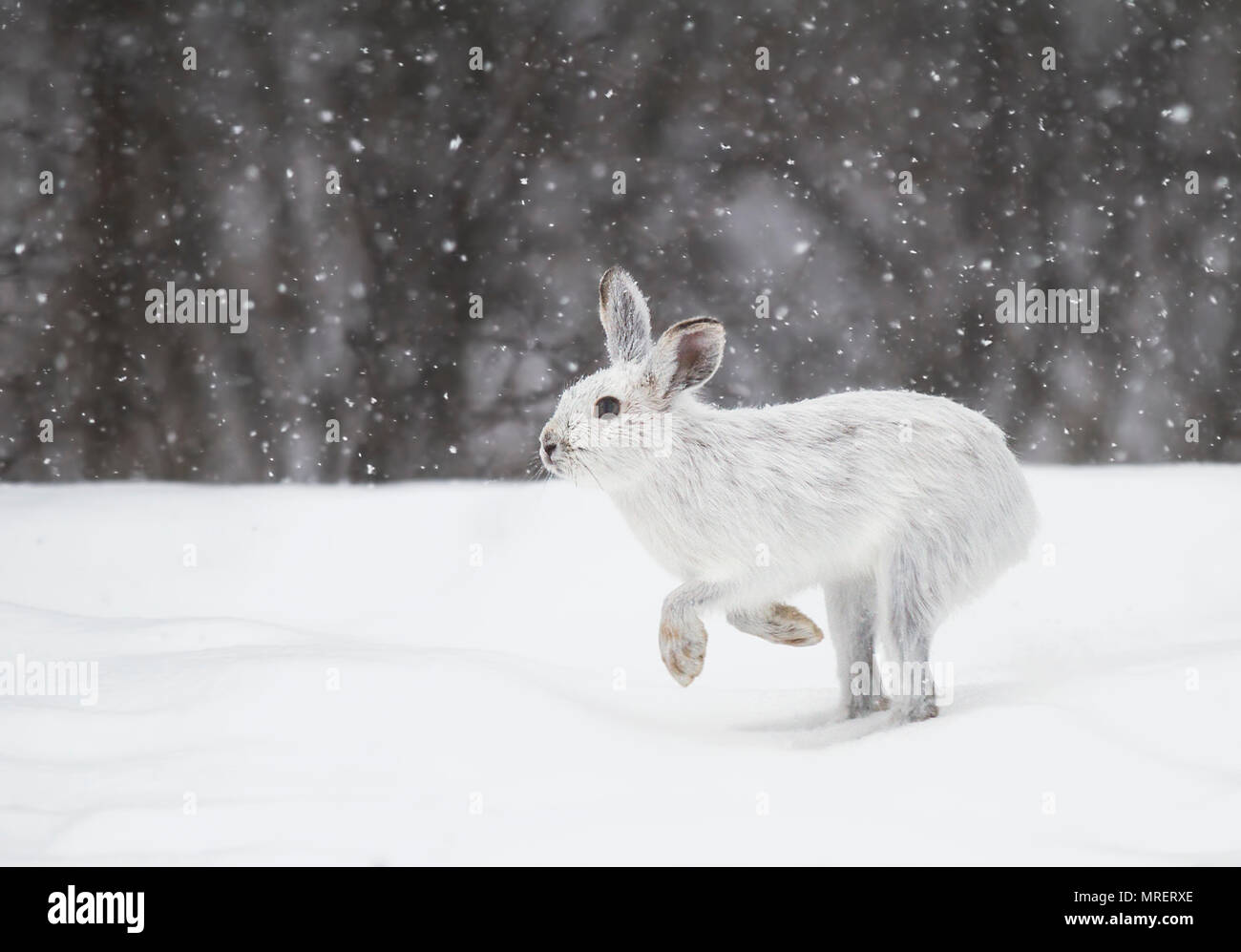 Le lièvre ou diverses espèces de lièvre (Lepus americanus) en marche dans la neige avec un manteau blanc en hiver au Canada Banque D'Images