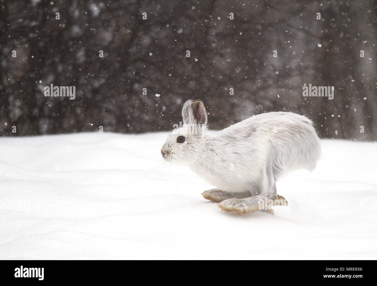 Le lièvre ou diverses espèces de lièvre (Lepus americanus) en marche dans la neige avec un manteau blanc en hiver au Canada Banque D'Images