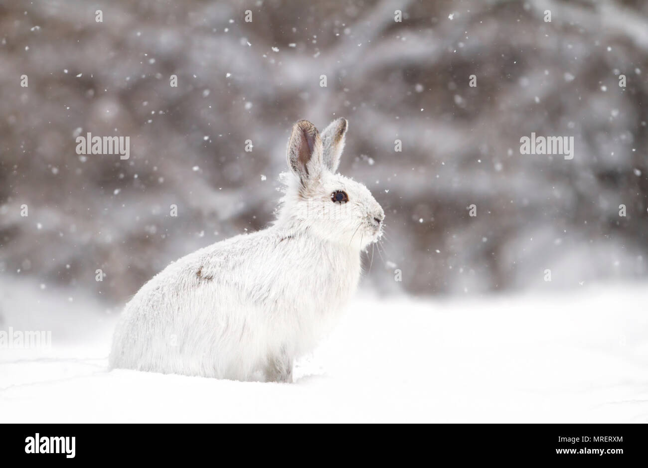 Le lièvre ou diverses espèces de lièvre (Lepus americanus) debout dans la neige avec un manteau blanc en hiver au Canada Banque D'Images