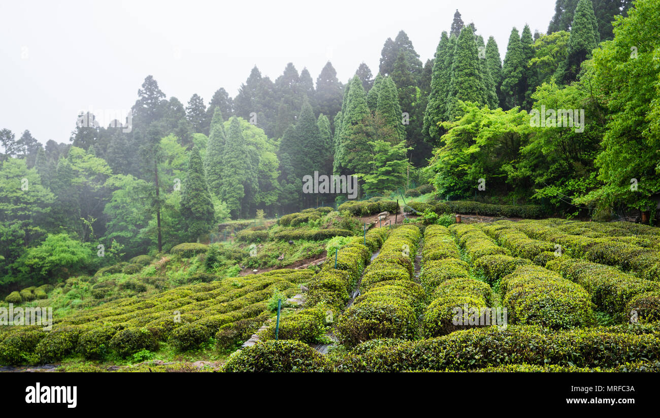 Domaine de l'usine de thé vert dans le mont Lushan dans le Jiangxi, Chine célèbres pour leurs nuages et brouillard plateau Banque D'Images