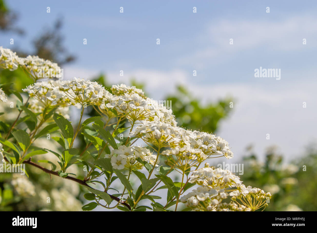 Les buissons de fleurs de printemps coloré. Le thème du printemps. Jardin botanique Banque D'Images
