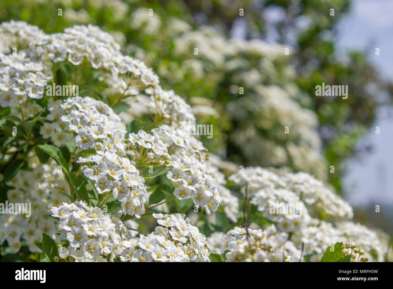 Les buissons de fleurs de printemps coloré. Le thème du printemps. Jardin botanique Banque D'Images