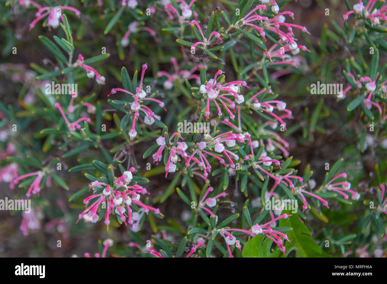 Les buissons de fleurs de printemps coloré. Le thème du printemps. Jardin botanique Banque D'Images