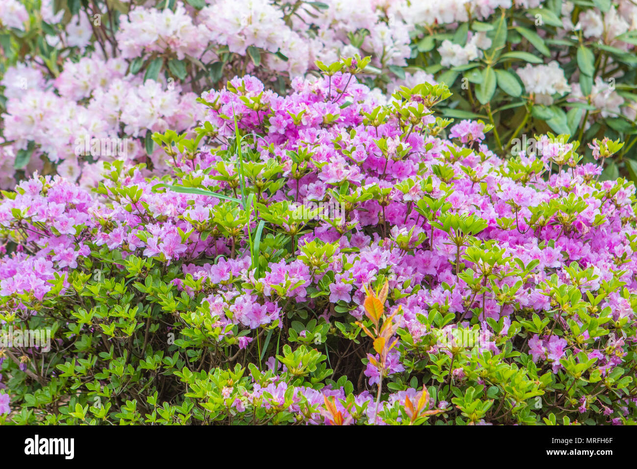 Les buissons de fleurs de printemps coloré. Le thème du printemps. Jardin botanique Banque D'Images